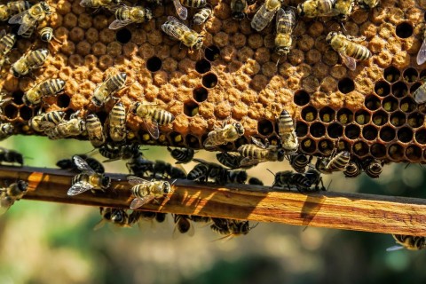 Bienenvölker in Hamminkeln gestohlen